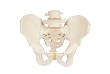 3B Scientific® Male Pelvic Skeleton for Anatomy and Physiology