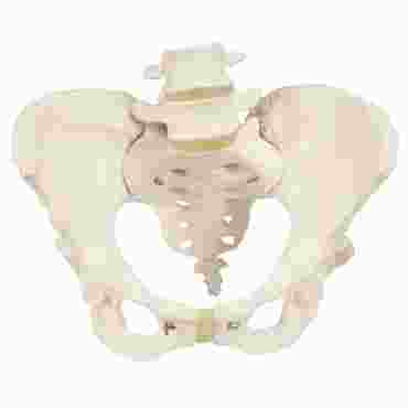 3B Scientific® Male Pelvic Skeleton for Anatomy and Physiology