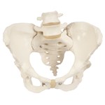 3B Scientific® Male Pelvic Skeleton for Anatomy and Physiology