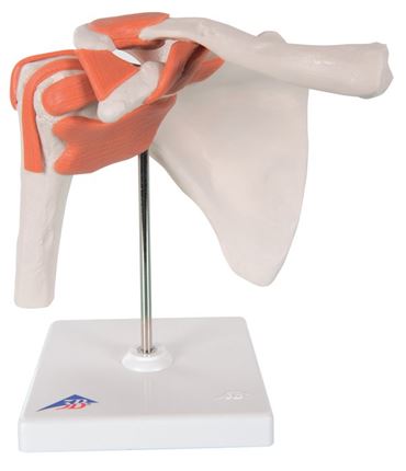 3B Scientific® Functional Shoulder Joint for Anatomy and Physiology