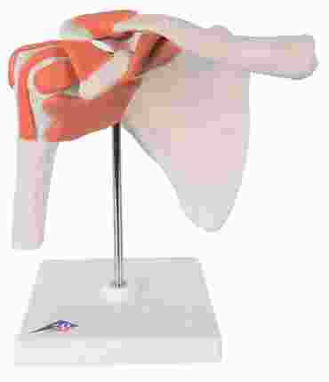 3B Scientific® Functional Shoulder Joint for Anatomy and Physiology