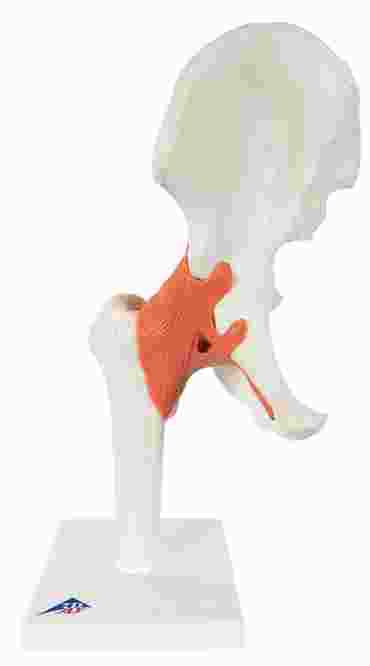 3B Scientific® Functional Hip Joint for Anatomy and Physiology