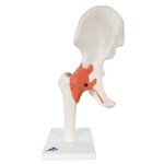 3B Scientific® Functional Hip Joint for Anatomy and Physiology