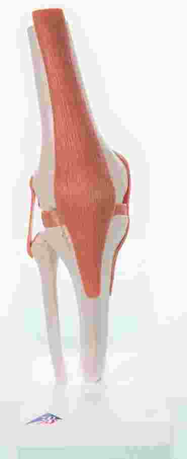 3B Scientific® Functional Knee Joint for Anatomy and Physiology
