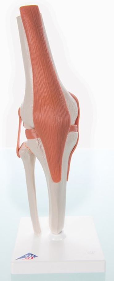 3B Scientific® Functional Knee Joint for Anatomy and Physiology