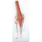 3B Scientific® Functional Knee Joint for Anatomy and Physiology