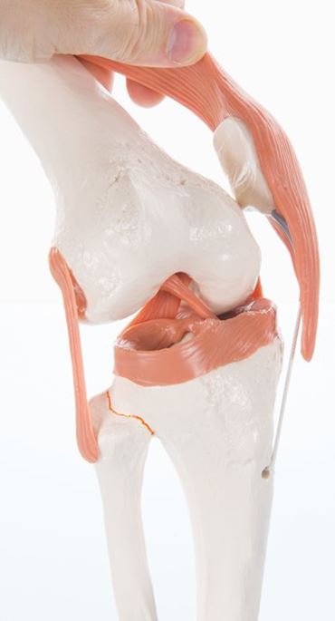 femur, tibia, fibula, meniscus, patella, quadriceps tendon, joint ligaments, ACL, PCL