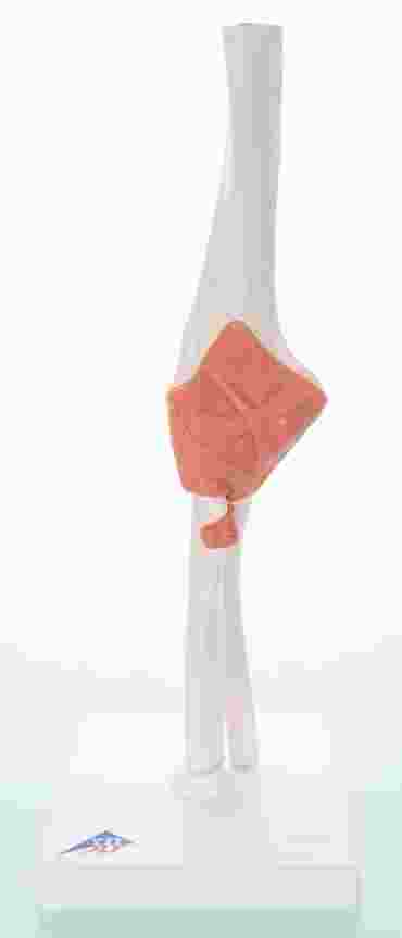3B Scientific® Functional Elbow Joint for Anatomy and Physiology
