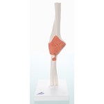 3B Scientific® Functional Elbow Joint for Anatomy and Physiology