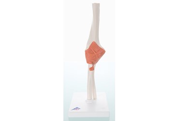3B Scientific® Functional Elbow Joint for Anatomy and Physiology