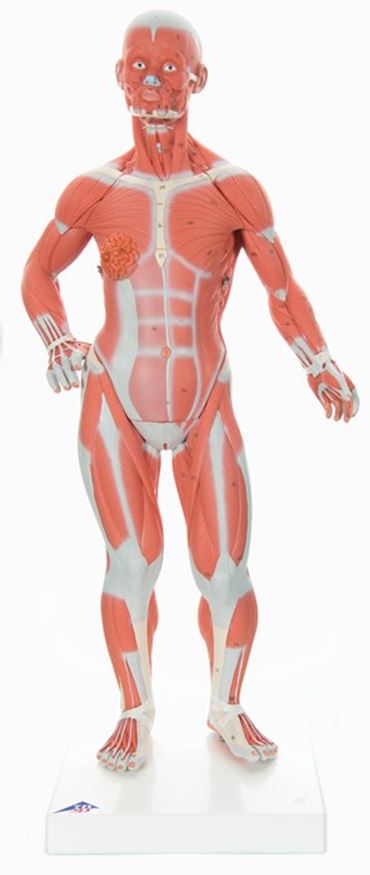 3B Scientific® One-Third Life-Size Muscle Figure for Anatomy and Physiology