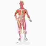 3B Scientific® One-Third Life-Size Muscle Figure for Anatomy and Physiology