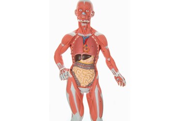 muscle figure, musculature, muscle structure