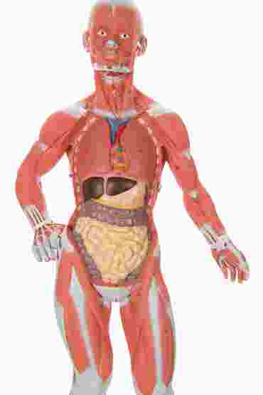 muscle figure, musculature, muscle structure