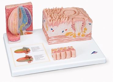 3B Scientific® MICROanatomy™ Tongue for Anatomy and Physiology