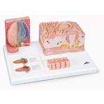 3B Scientific® MICROanatomy™ Tongue for Anatomy and Physiology