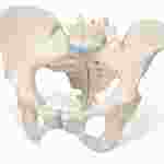 3B Scientific® Female 3-Part Pelvis for Anatomy and Physiology