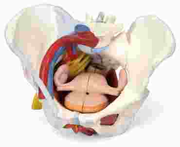 3B Scientific® Female 3-Part Pelvis for Anatomy and Physiology