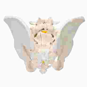 hip bones, pubic symphisis, sacrum, coccyx, fifth lumbar vertebra, intervertebral disc