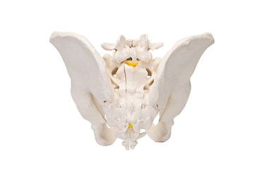 hip bones, pubic symphisis, sacrum, coccyx, fifth lumbar vertebra, intervertebral disc