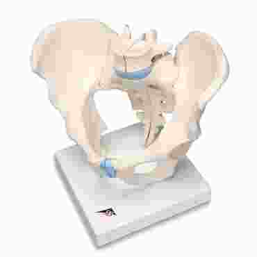 pelvis, pelvic model, male pelvis