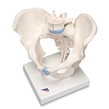 pelvis, pelvic model, male pelvis