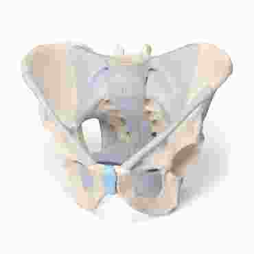 3B Scientific® Male 3-Part Pelvis for Anatomy and Physiology