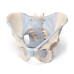 3B Scientific® Male 3-Part Pelvis for Anatomy and Physiology