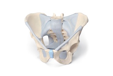 3B Scientific® Male 3-Part Pelvis for Anatomy and Physiology