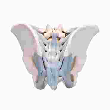 hip bones, pubic symphisis, sacrum, coccyx, fifth lumbar vertebra, intervertebral disc