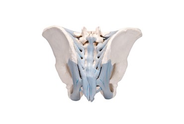 hip bones, pubic symphisis, sacrum, coccyx, fifth lumbar vertebra, intervertebral disc