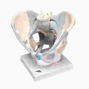 pelvis, pelvic model, male pelvis