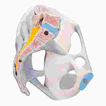 anatomy, anatomical structures, 3-part, ligaments, 6 parts
