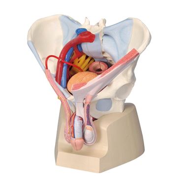 3B Scientific® Male 3-Part Pelvis for Anatomy and Physiology