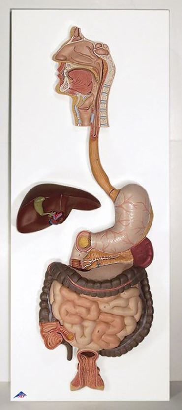 3B Scientific® 2-Part Digestive System Model for Anatomy and Physiology