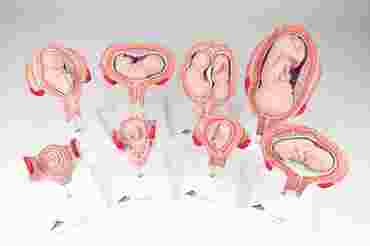 3B Scientific® Pregnancy Series with Eight Models for Anatomy and Physiology