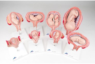 3B Scientific® Pregnancy Series with Eight Models for Anatomy and Physiology