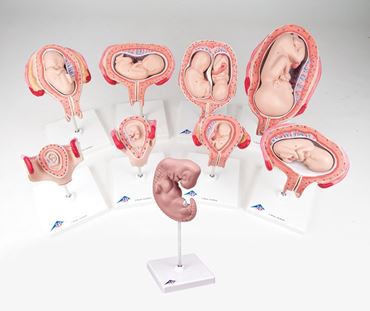 3B Scientific® Pregnancy Series with Eight Models for Anatomy and Physiology