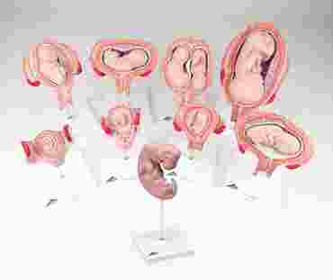 3B Scientific® Pregnancy Series with Eight Models for Anatomy and Physiology