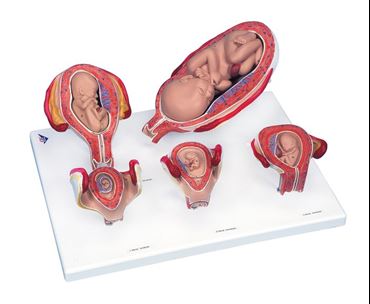 3B Scientific® Pregnancy Series with Eight Models for Anatomy and Physiology