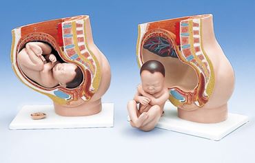 3B Scientific® 3-Part Pregnancy Pelvis for Anatomy and Physiology