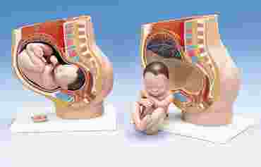 3B Scientific® 3-Part Pregnancy Pelvis for Anatomy and Physiology
