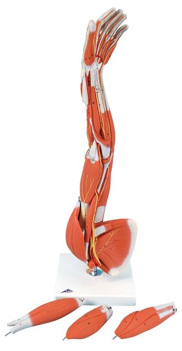3B Scientific® 6-Part Dissectable Muscled Arm for Anatomy and Physiology