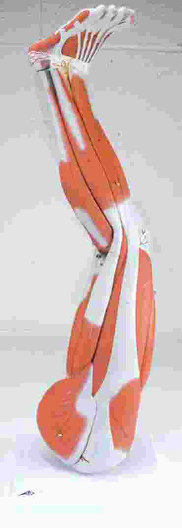 3B Scientific® 9-Part Muscular Leg for Anatomy and Physiology