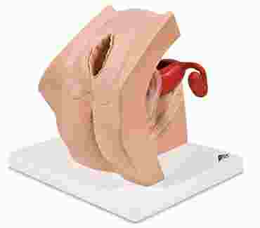 3B Scientific® Model for Gynecological Patient Education for Nursing and CTE