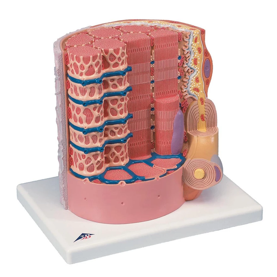 From the muscle fibre to muscle tissue – experiments, modelling