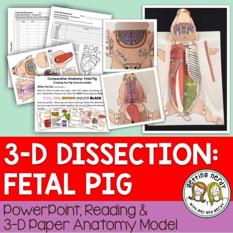 Getting Nerdy® Science—Scienstructable 3D Dissection Fetal Pig Model