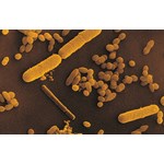Bacillus cereus Bacterial Culture for Microbiology Laboratory Studies