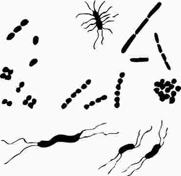 Bacterial Classification and Morphology Set for Microbiology Studies