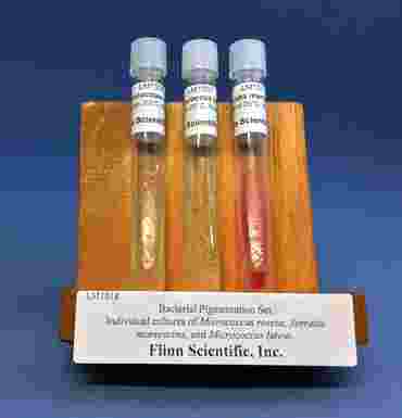 Bacterial Pigmentation Set